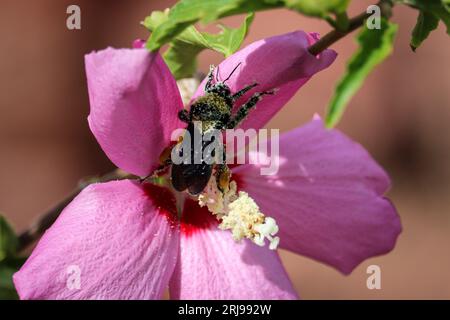 Sonoran Bumblebee ou Bombus sonorus dans une fleur de mauve rose à la pépinière de foire de plantes à Star Valley, Arizona. Banque D'Images