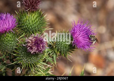 Chardon-taureau ou Cirsium vulgare avec une abeille à longues cornes se nourrissant sur le sentier de l'université Payson en Arizona. Banque D'Images