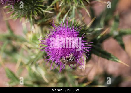 Chardon-taureau ou Cirsium vulgare avec une abeille à longues cornes se nourrissant sur le sentier de l'université Payson en Arizona. Banque D'Images