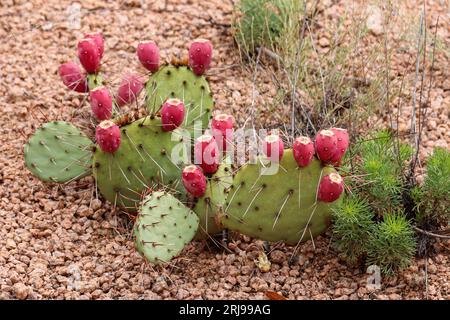 Engelmann's Barckly Pear ou Opuntia engelmannii au Payson College Trail en Arizona. Banque D'Images