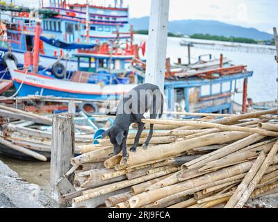 Chien noir marchant sur le bambou. Banque D'Images