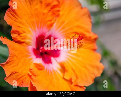 Une vue macro d'une fleur orange vibrante d'Hibiscus Banque D'Images