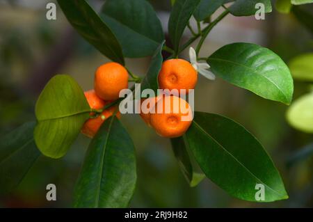 Calamansi, également connu sous le nom de calamondine ou lime philippine Banque D'Images