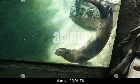 Los Angeles, Californie, États-Unis 17 août 2023 Giant River Loutre dans la forêt tropicale des Amériques à LA Zoo le 17 août 2023 à Los Angeles, Californie, États-Unis. Photo de Barry King/Alamy stock photo Banque D'Images