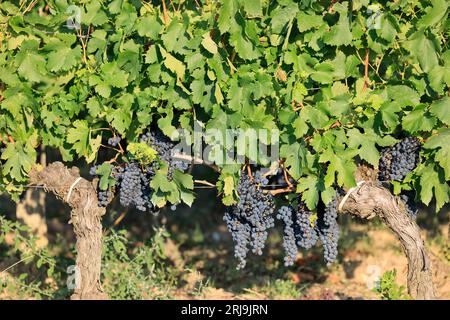 Vigne, vignoble et raisin de Pomerol. Production de vin rouge. Vigne et vignoble des vins de Bordeaux. Pomerol, Gironde, France, Europe Banque D'Images