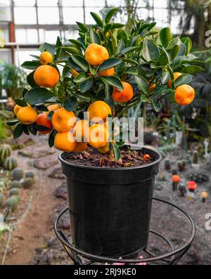 Calamondine (Citrofortunella microcarpa) avec des fruits mûrs dans le jardin botanique Banque D'Images