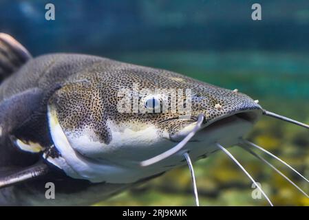 Poisson-chat à queue rouge dans l'aquarium en gros plan Banque D'Images