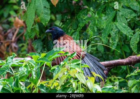 Un plus grand coucal avec des ailes écartées, assis sur la branche d'un arbre Banque D'Images