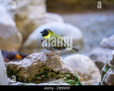 Un gros plan d'un Grassquit cubain debout sur un rocher Banque D'Images