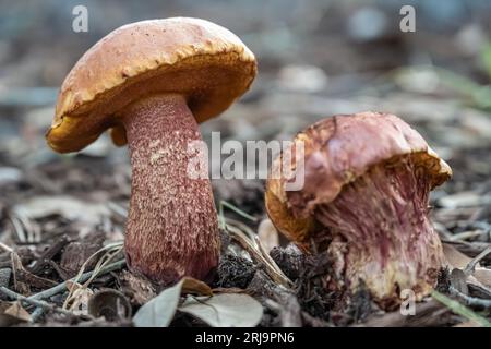 Champignons bolètes poussant près des chênes à Jacksonville, Floride. (ÉTATS-UNIS) Banque D'Images