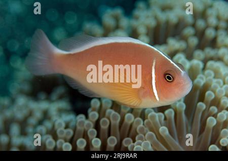 Anémonefish rose, périderion amphiprion, dans la magnifique mer Anémone, Heteractis magnifica, site de plongée Coral Gardens, Seraya, Karangasem, Bali, Indonesi Banque D'Images