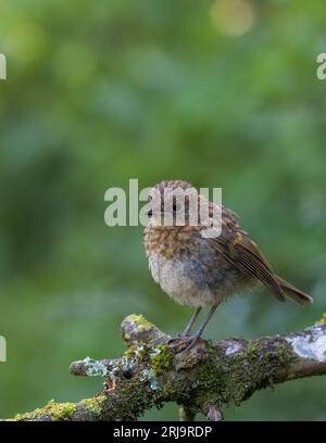 Rouge-gorge européen [ erithacus rubecula ] oiseau juvénile sur bâton couvert de liched Banque D'Images