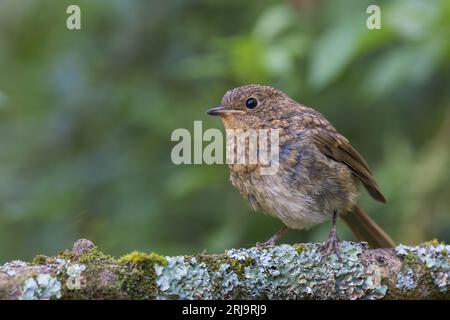 Robin européen [ erithacus rubecula ] oiseau juvénile sur bâton couvert de lichen Banque D'Images