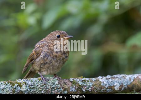 Robin européen [ erithacus rubecula ] oiseau juvénile sur bâton couvert de lichen Banque D'Images