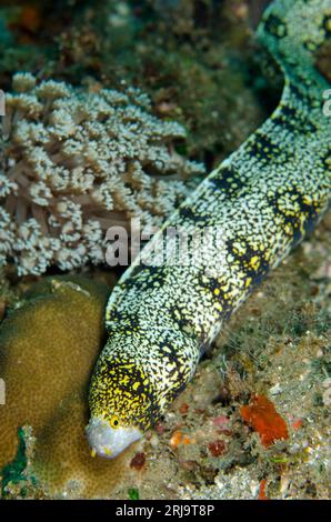 Flocon de neige Moray Eel, Echidna nebulosa, site de plongée de Laha, Ambon, Molluccas, mer de Banda, Indonésie Banque D'Images