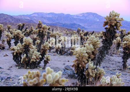 Le jardin des cactus Cholla au crépuscule dans le parc national Joshua Tree, en Californie. Banque D'Images
