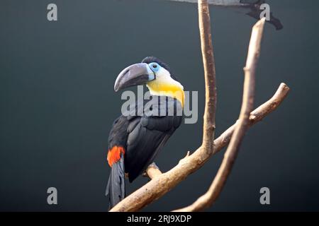 Toucan à bec rouge assis sur un arbre dans la nature Banque D'Images
