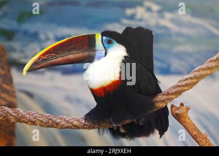 Toucan à bec rouge assis sur un arbre dans la nature Banque D'Images