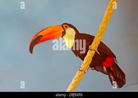 Toucan à bec rouge assis sur un arbre dans la nature Banque D'Images