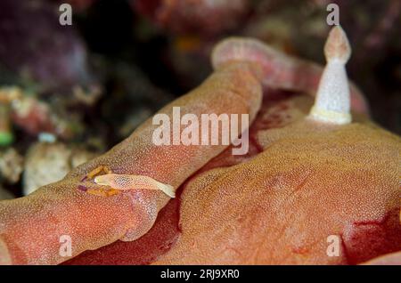 Crevette de l'empereur, Zenopontonia rex, sur danseur espagnol, Hexabranchus sanguineus, site de plongée Batu Jatu, île Maru, près de l'île Wayangan, près de Tanimbar, F Banque D'Images