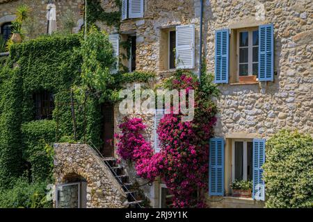 Fleurs de bougainvilia, jasmin et lierre mur couvert d'Am vieille maison en pierre dans la ville médiévale de Saint Paul de Vence, Côte d'Azur, Sud de la France Banque D'Images