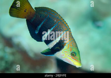 Thicklip Wrasse barrée, Hemigymnus fasciatus, site de plongée Kalbur, île Kalbur, près de Tanimbar, îles oubliées, mer de Banda, Indonésie Banque D'Images