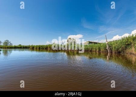 Lac Massaciuccoli (Lago di Massaciuccoli) avec roseaux verts, réserve naturelle et monument naturel dans la province de Lucca, Toscane, Versilia, Italie. Banque D'Images