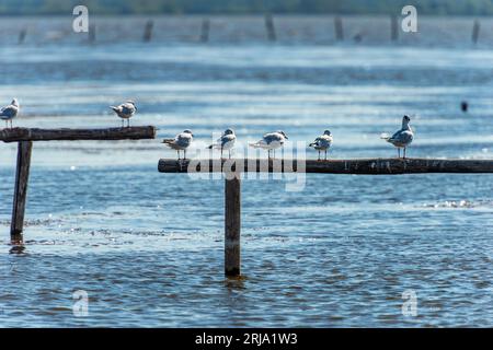 Observation des oiseaux au lac Massaciuccoli (Lago di Massaciuccoli). Réserve naturelle et faunique et monument naturel dans la province de Lucca, Toscane, Italie. Banque D'Images