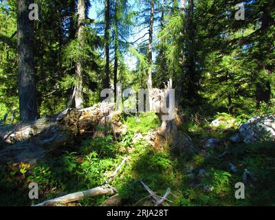 Forêt de mélèzes avec la lumière du soleil qui brille sur les plantes couvrant le sol et un accroc dans les alpes juliennes, Slovénie Banque D'Images