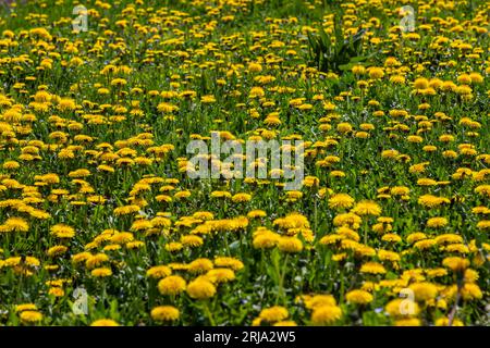 Pissenlit Taraxacum officinale comme une fleur de mur, est un artiste pionnier de la plante et de la survie qui peut également prospérer sur des routes de gravier. Magnifique débit de Taraxacum Banque D'Images