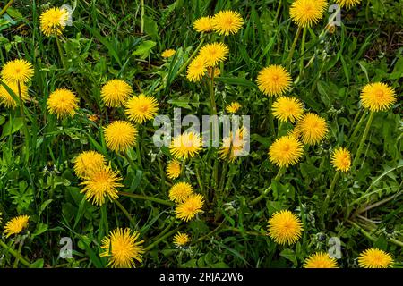 Pissenlit Taraxacum officinale comme une fleur de mur, est un artiste pionnier de la plante et de la survie qui peut également prospérer sur des routes de gravier. Magnifique débit de Taraxacum Banque D'Images