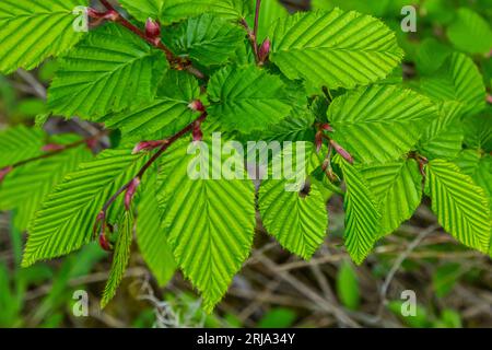 Feuille de charme au soleil. Branche de charme avec feuilles vertes fraîches. Magnifique fond vert naturel. Lames de ressort. Banque D'Images