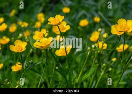 La perte de Ranunculus repens, la coupe de beurre rampante, est une plante à fleurs de la famille des Ranunculaceae, dans le jardin. Banque D'Images