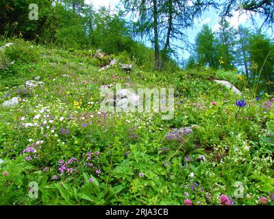 Jardin sauvage alpin coloré avec des fleurs violettes, bleues, roses, blanches et jaunes dans les alpes juliennes et le parc national du Triglav, Slovénie et mélèzes dans le Banque D'Images