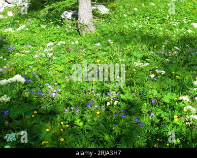 Jardin sauvage luxuriant avec fleurs jaunes en buttercup et bec de canneberge en bois bleu, géranium des bois (Geranium sylvaticum) Banque D'Images