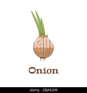 Oignon Flat conception simple. Illustration vectorielle de légumes frais agricoles biologiques. Isolé sur fond blanc Illustration de Vecteur