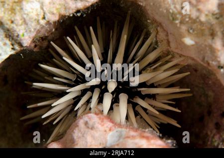 Urchin rocheux, Echinometra mathaei, site de plongée du mur de Dewara, île de Dewara, près de Tanimbar, îles oubliées, mer de Banda, Indonésie Banque D'Images