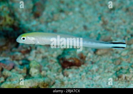 Flagtail Blanquillo, Malacanthus breviristoris, site de plongée de Tanjung Selu, île de Selu, près de Tanimbar, îles oubliées, mer de Banda, Indonésie Banque D'Images