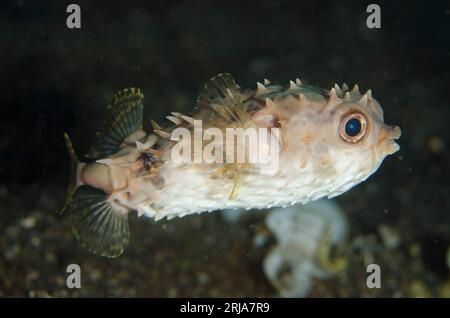 Burrfish à pois jaunes, Cyclichthys spilostylus, plongée de nuit, site de plongée TK1, détroit de Lembeh, Sulawesi, Indonésie Banque D'Images