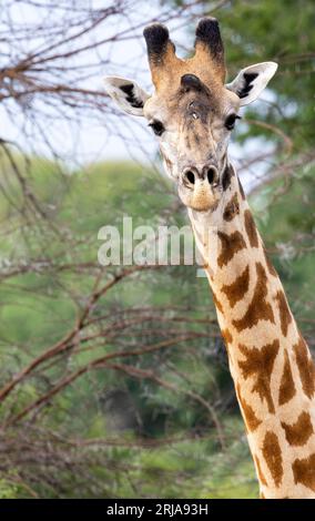 Portrait d'un homme Masai Giraffe. Les cornes du mâle sont beaucoup plus massives que celles de la femelle et les mâles ont une ou plusieurs bosses frontales. Banque D'Images