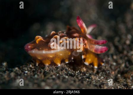 Pfeffer's Flamboyant Cuttlefish, Metasepia pfefferi, récemment éclos juvéniles colorés sur sable noir, site de plongée Joleha, détroit de Lembeh, Sulawesi, Ind Banque D'Images