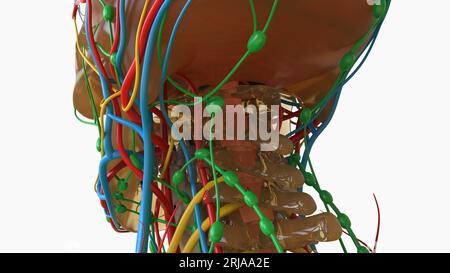 Anatomie du cerveau humain avec système nerveux pour l'illustration 3D de concept médical Banque D'Images