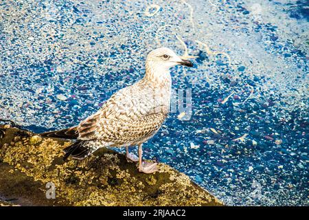 Calidris suruficollis Banque D'Images