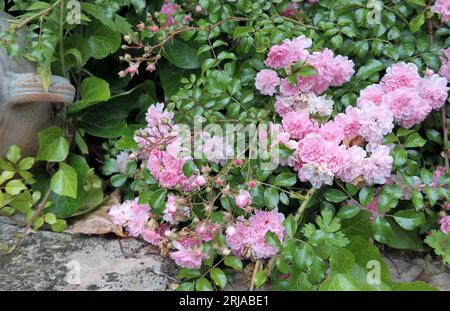Une rose standard lumineuse avec de nombreuses petites fleurs de citrouille. Un buisson rose décoratif à floraison perpétuelle, et dans un jardin rural verdoyant. Banque D'Images