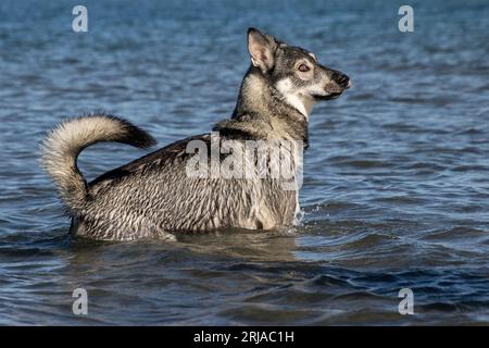 Berger allemand, husky sibérien se mélangent debout dans un lac bleu Banque D'Images