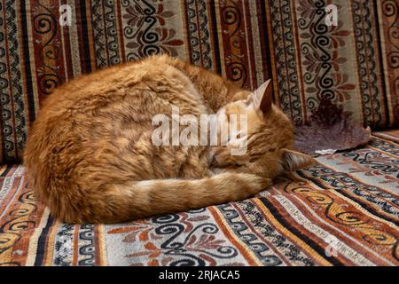 Adorable chat tabby au gingembre allongé sur un canapé avec des ornements orientaux traditionnels et dormant dans la journée dans la rue Banque D'Images