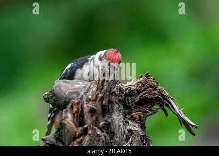 Grand pic Dendrocopos Major, mâle de ce grand oiseau assis sur souche d'arbre, plumes rouges, fond vert diffus, scène de nature sauvage Banque D'Images