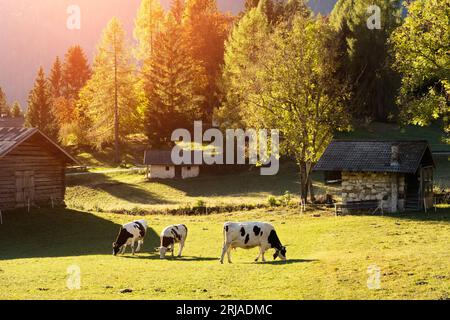 Vaches dans les Alpes Dolomites italiennes à l'heure d'été. Piereni in Val Canali, parc naturel de Paneveggio, Trentin, Dolomites, Italie. Photographie de paysage Banque D'Images