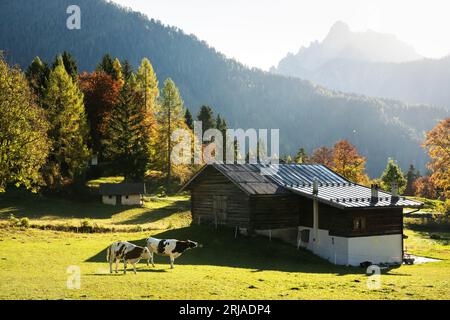 Vaches dans les Alpes Dolomites italiennes à l'heure d'été. Piereni in Val Canali, parc naturel de Paneveggio, Trentin, Dolomites, Italie. Photographie de paysage Banque D'Images