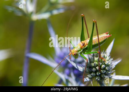 Sauterelle verte avec des bandes noires, vertes et blanches sur le dos, assise sur une fleur eryngo de chardon bleu améthyste - Eryngium améthystinum. gros plan Banque D'Images